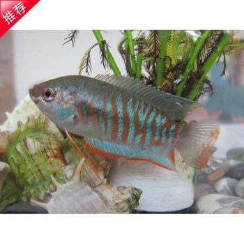 花手巾丽丽鱼5-7cm观赏鱼活体冷水鱼与野生中国斗鱼普叉同科易活