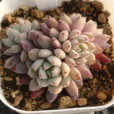 多肉植物 姬小光/老版小蓝衣 捧花群生一物一拍绿植 泰戈尔的花园