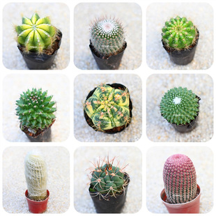 minipot 红芙蓉玻璃球白珠白头翁红太阳银光锦毛线 仙人球仙人掌