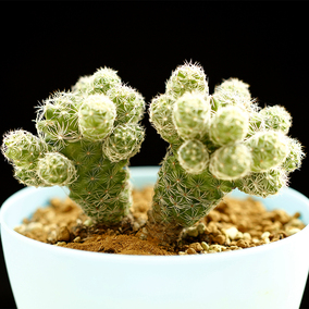 多肉植物 白鸟 银手指迷你仙人掌仙人球办公室内防辐射植物盆栽