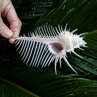 天然海螺贝壳维纳斯骨螺 女巫骨螺标本螺 橱窗装饰