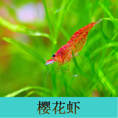 樱花虾 观赏虾 宠物虾 闯缸好帮手