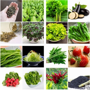 香菜 生菜 四季栽植绿植蔬菜苗 已售出:200 件 00:00:00 四季蔬菜香菜