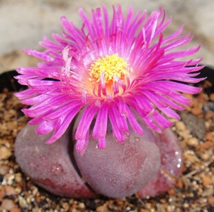 多肉植物 整盆 生石花 屁屁股花紫红帝玉 2厘米以上