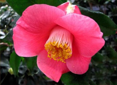 【鱼尾茶】 盆栽茶花 高档花叶共赏花卉 室内盆栽 年年有余(鱼)