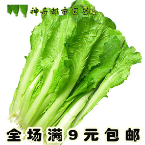 四季小油菜種子蔬菜種子菜籽蘇州青小青菜秋季種陽臺盆栽冬季耐寒