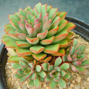 密叶莲4cm以上|小武家的肉 办公室内多肉植物组迷你盆栽花卉批发