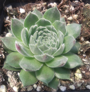 芙蓉卷娟 室内盆栽多肉植物 新生多肉馆