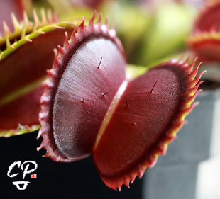 食虫植物 大白鲨捕蝇草 jaws