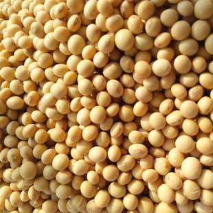 豆浆 新农家自种小黄豆250g笨黄豆子 豆浆专用非转基因有机大豆 发