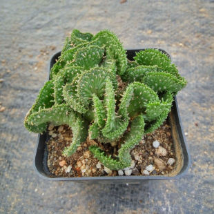 孔雀之舞 多肉植物 孔雀丸缀化 实拍7厘米黑方满盆 办公室绿植