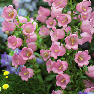 【特价】风铃 新品灯笼花直销 形似灯笼 蔓性风铃花