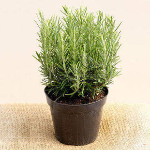 花卉 迷迭香 rosemary 海洋之露 香草中的贵族 西餐香料 香草花卉