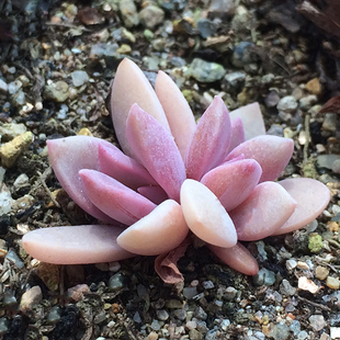 多肉植物 初恋小苗 多肉叶片小芽 多肉种苗 叶插苗 奇趣植物