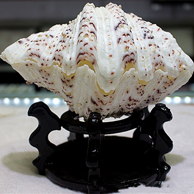 天然贝壳海螺摆件 超大情侣荷花贝一对家居装饰鱼缸装饰造景摆设