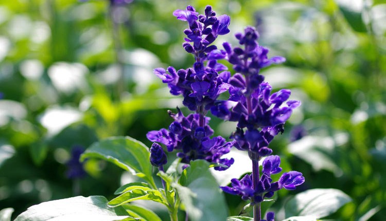 宿根蓝花鼠尾草 多年生芳香花卉香草阳台庭院花草红色鼠尾草_双氙车灯