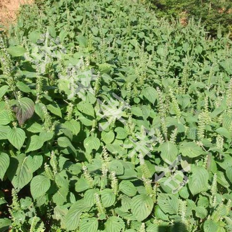 贵州高山特产天然种植苏麻干苏麻籽做引子糖包汤圆粑粑黑酥麻250g