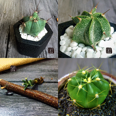 般若 弁庆 圣王丸 光山实生仙人球 特价 防辐射 办公室小盆栽绿植