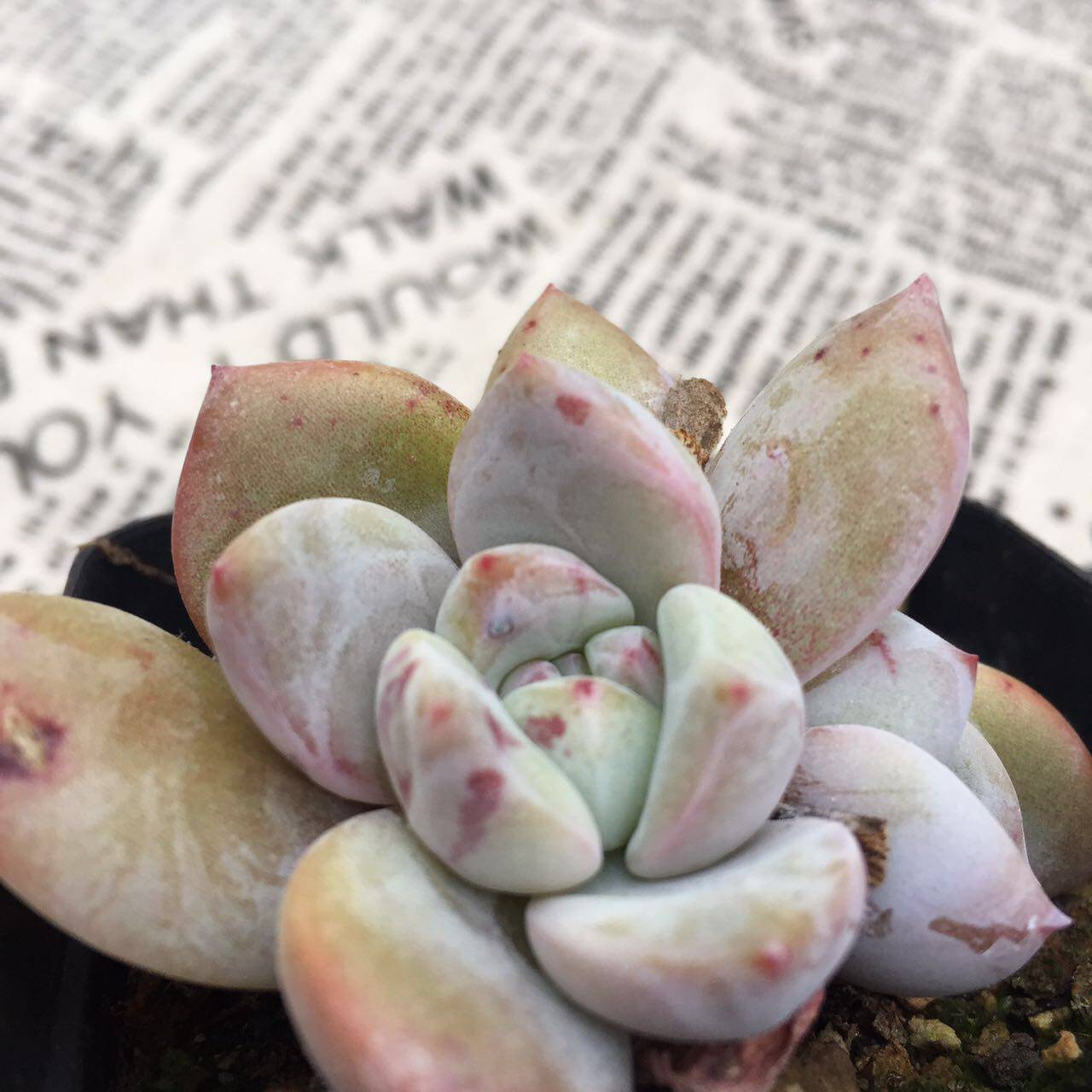多肉植物芙蓉雪莲优选短叶肥叶群生老桩一物一拍