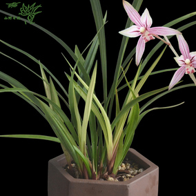 兰花建兰四季兰粉红色花 绿鸟嘴 兰花苗办公司内阳台卧室绿植盆栽