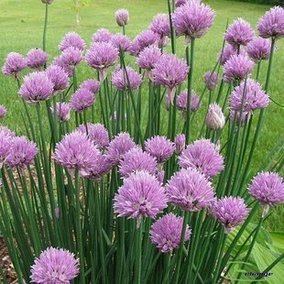 虾夷葱 驱虫杀菌 净化空气 装香草种子 药用 叶子可以食用 约50粒