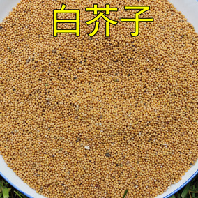 白芥子 6斤包邮 辣菜子 中药材供应 黄芥子 生白芥子 500克6元