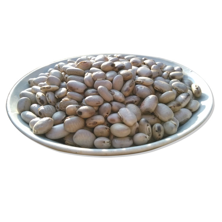 猫豆 喜马拉雅图片
