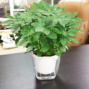 七叶莲盆栽植物室内客厅除甲醛吸附尼古丁四季常青植物小盆栽包邮