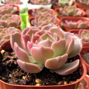 小童多肉 布朗玫瑰 棕玫瑰 4-5cm 多肉植物