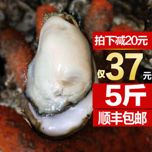 山东特产海鲜威海乳山鲜活牡蛎生蚝新鲜野生海蛎子顺丰包邮