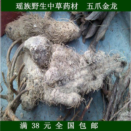 连南瑶族野生中草药材 五爪金龙 新鲜现采纯天然山货散装特价