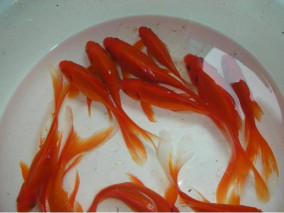 小紅草金魚紅鯉魚活體飼料魚冷水觀賞魚按條售賣滿19.9元包活包郵