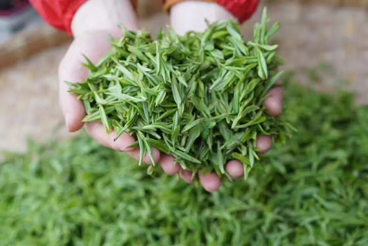 2017新茶雨前高山野茶綠茶石臺仙寓山茶黃山毛峰富硒春茶500g包郵