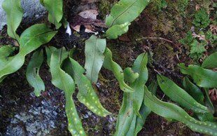 中草药野生新鲜石韦石皮金星草石兰石剑清1肺泄热治淋痛