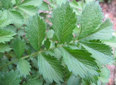 野生中草药仙鹤草 野狼牙 脱力草 老牛筋 龙牙草 新货干品
