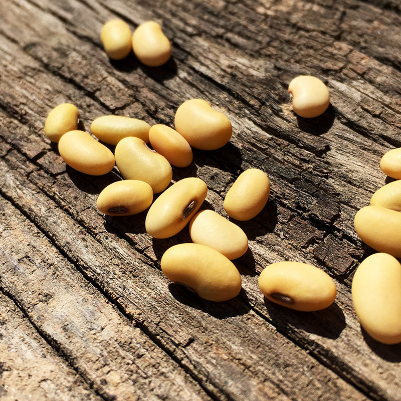 爱上波罗陕北农家老黄豆豆芽豆浆豆腐老品种肾形土黄豆300g包装