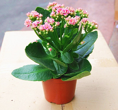 长寿花盆栽重瓣绿巴黎带花苞多肉植物花卉吸甲醛室内苗包邮吊兰