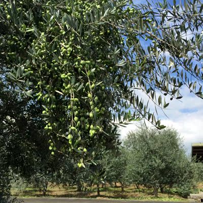 华欧油橄榄树叶片【全,半干燥叶片】富含橄榄苦甙成分.提取植物