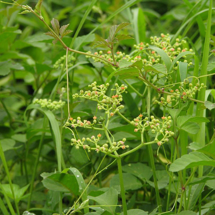 现采新鲜野生中草药材乌蔹莓五叶莓茏草拔茏葛五爪龙赤泼藤250g