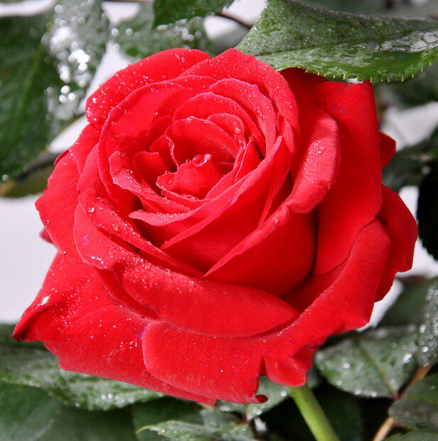 正宗切花玫瑰苗 红玫瑰花苗 卡罗拉小苗 高档月季玫瑰盆栽带花苞