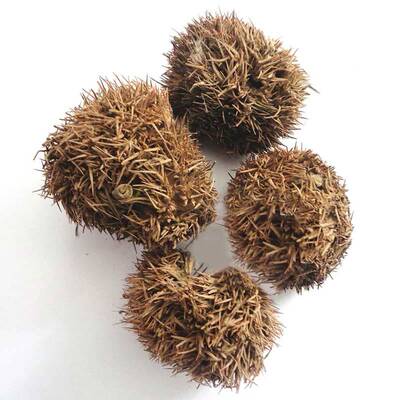 板栗壳 6斤包邮 栗毛壳 栗刺壳 风栗壳 板栗外壳 中药材 500克8元