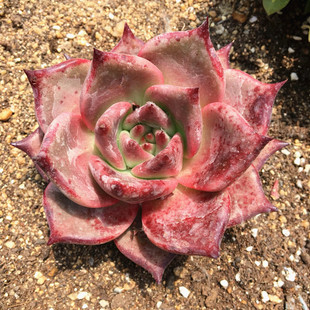 韩国进口多肉植物血罗一物一拍罗密欧