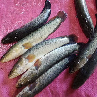 [三花五罗]黑龙江乌苏里野生活鱼冷水鱼新鲜淡水黑鱼棒子乌鱼财鱼