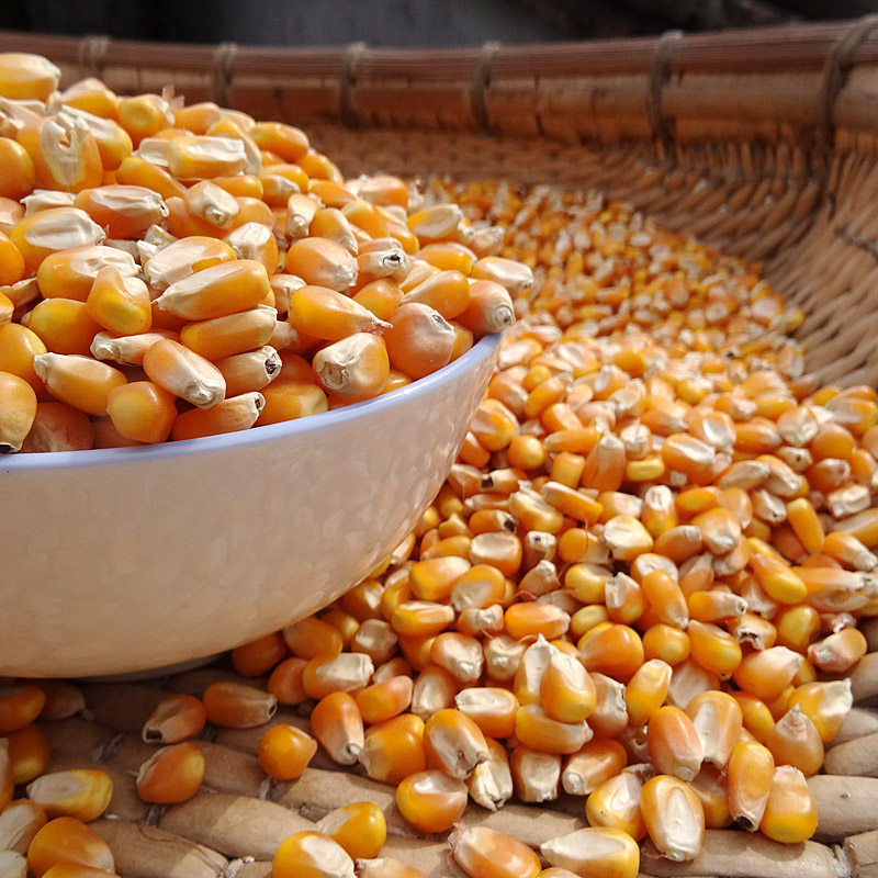 农家干玉米粒新货散装杂粮玉米面豆浆原料自产宠物饲料山东500g