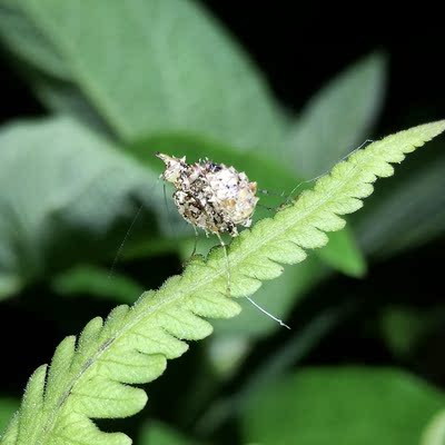 云峰螳瘾 索氏角胸螳(售罄)索角 宠物昆虫 螳螂活体 异宠