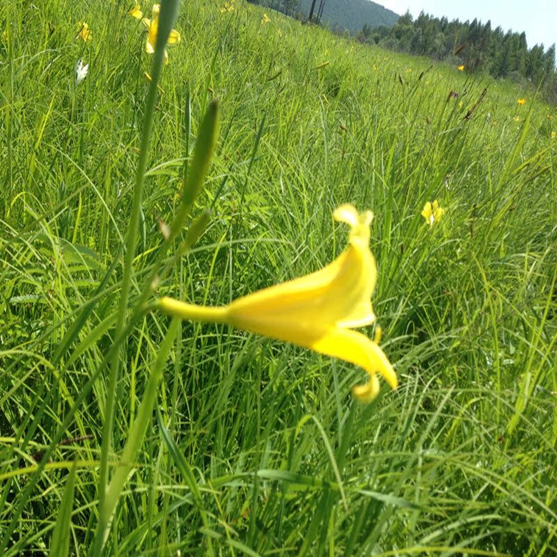 【东北特产网络销售】大兴安岭野生黄花菜 15年新货金针菜 山野菜