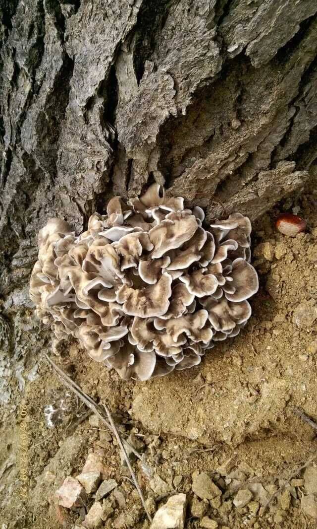 河北唐山特产 迁西灰树花栗蘑栗子蘑菇千佛菌干货大部分地区包邮
