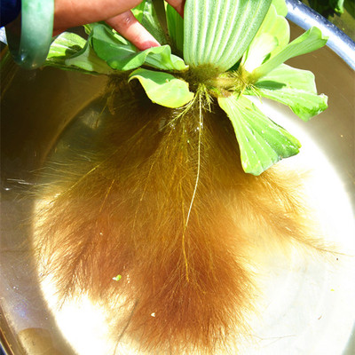 水芙蓉水草包邮大漂浮萍水生植物水培净化水质池塘漂浮基地直销_双氙