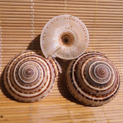 天然海螺贝壳草帽螺 车轮螺 鱼缸水族造景 橱窗墙贴装饰 婚庆diy