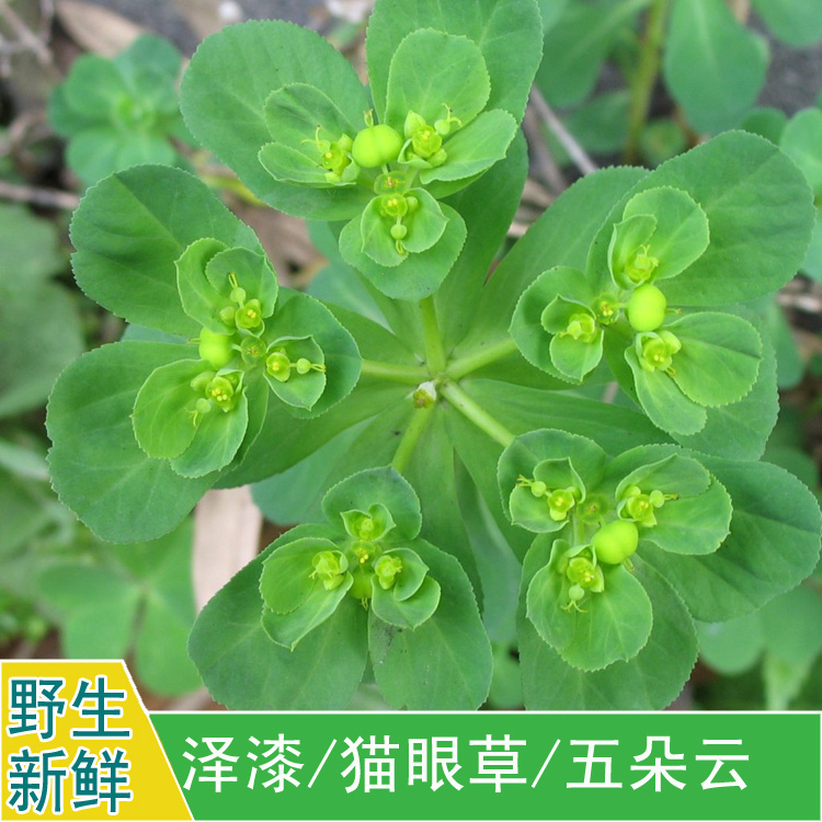 预售新鲜野生中草药材泽漆五朵云猫眼草五凤草全草500g